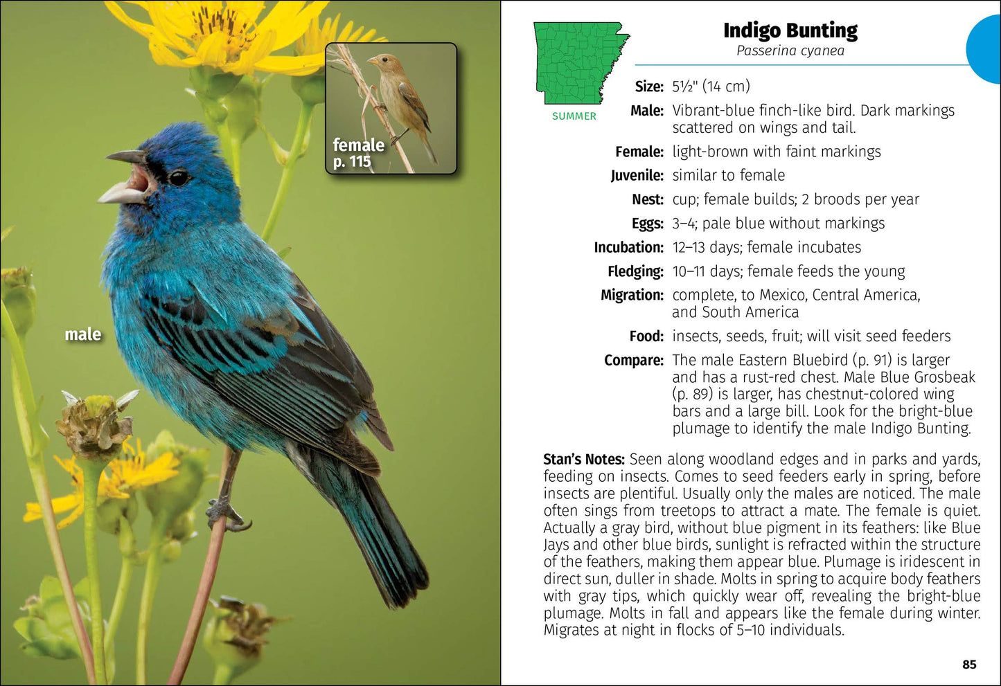 Birds of Arkansas Field Guide: 2nd Edition