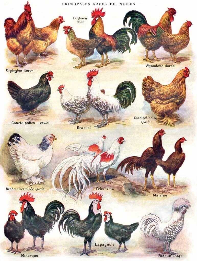 Chicken Puzzle